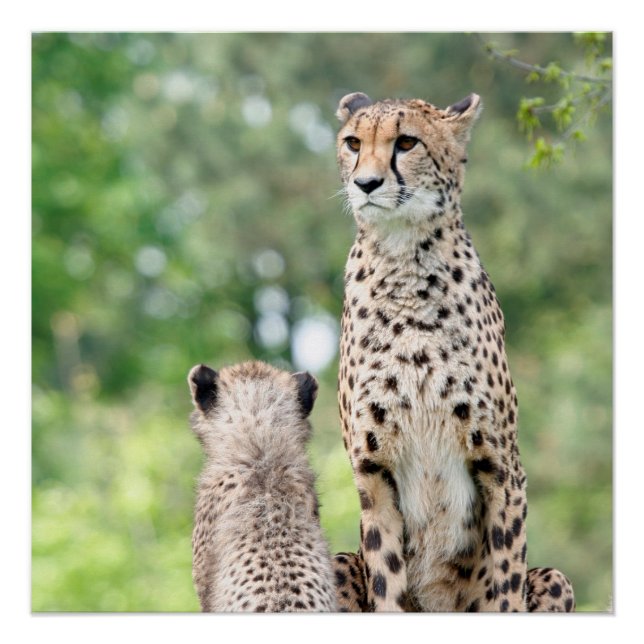 Gepard 004 poster (Vorderseite)
