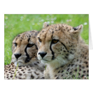 Gepard 009