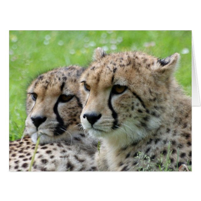 Gepard 009 (Vorderseite (Horizontal))