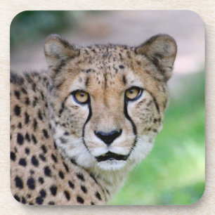 Gepard 009 getränkeuntersetzer