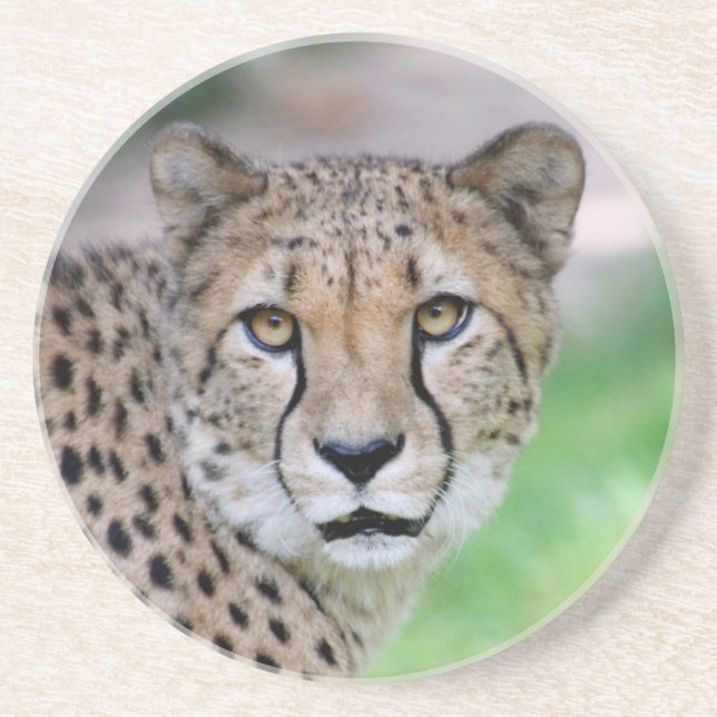 Gepard 009 getränkeuntersetzer (Vorne)