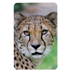 Gepard 009 magnet