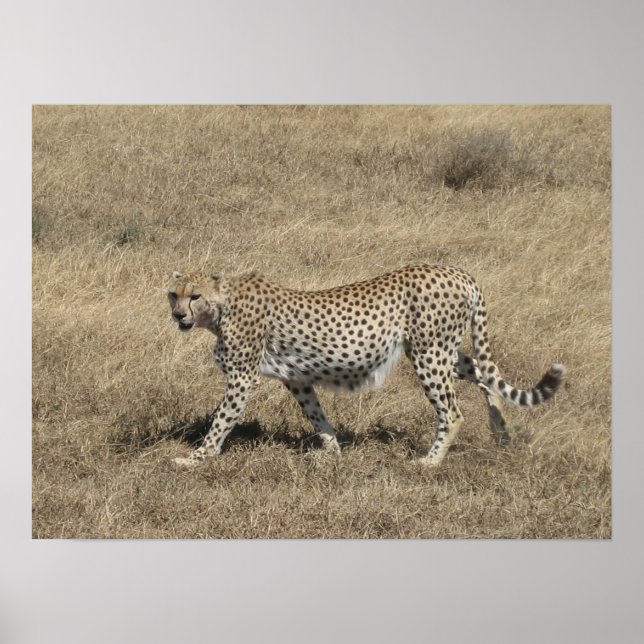 Gepard 20x15" poster (Vorne)