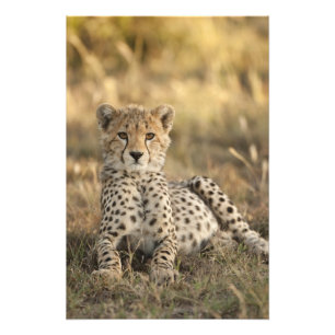 Gepard, Acinonyx jubatus Fotodruck