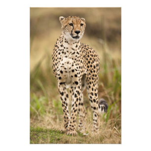 Gepard, Acinonyx jubatus, in der Masai Mara Fotodruck