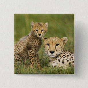 Gepard, Acinonyx jubatus, mit Jungtier Button