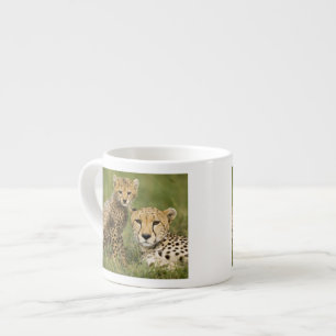 Gepard, Acinonyx jubatus, mit Jungtier Espressotasse