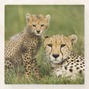 Gepard, Acinonyx jubatus, mit Jungtier Glasuntersetzer