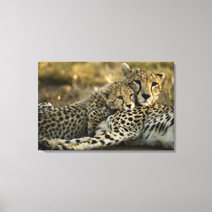 Gepard, Acinonyx jubatus, mit Jungtier im Masai 2 Leinwanddruck