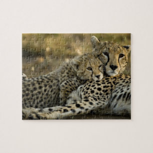 Gepard, Acinonyx jubatus, mit Jungtier in der Masa
