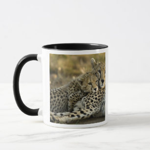 Gepard, Acinonyx jubatus, mit Jungtier in der Masa Tasse