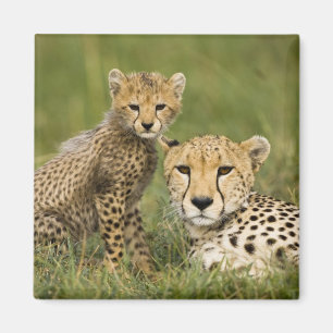 Gepard, Acinonyx jubatus, mit Jungtier Magnet