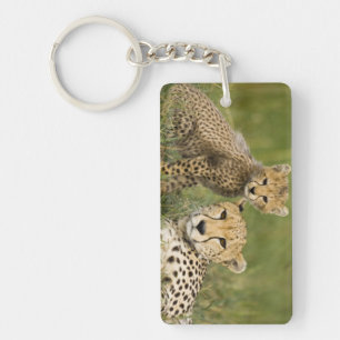 Gepard, Acinonyx jubatus, mit Jungtier Schlüsselanhänger