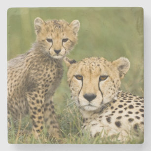 Gepard, Acinonyx jubatus, mit Jungtier Steinuntersetzer