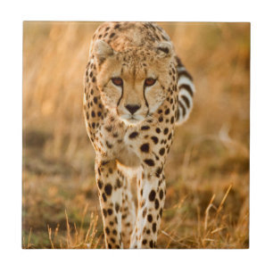 Gepard (Acinonyx Jubatus) Portrait, Maasai Fliese
