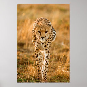 Gepard (Acinonyx Jubatus) Portrait, Maasai Poster