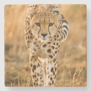 Gepard (Acinonyx Jubatus) Portrait, Maasai Steinuntersetzer