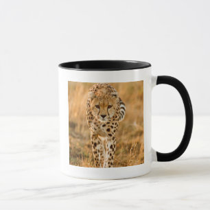 Gepard (Acinonyx Jubatus) Portrait, Maasai Tasse