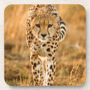 Gepard (Acinonyx Jubatus) Portrait, Maasai Untersetzer
