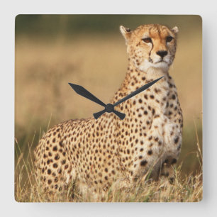 Gepard auf kleinem Hügel für bessere Sicht Quadratische Wanduhr
