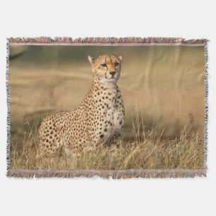 Gepard auf kleiner Anhöhe für bessere Sichtbarkeit Decke