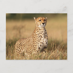 Gepard auf kleiner Anhöhe für bessere Sichtbarkeit Postkarte