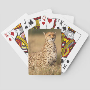Gepard auf kleiner Anhöhe für bessere Sichtbarkeit Spielkarten