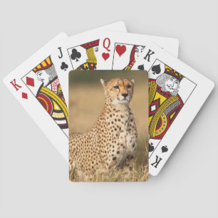 Gepard auf kleiner Anhöhe für bessere Sichtbarkeit Spielkarten