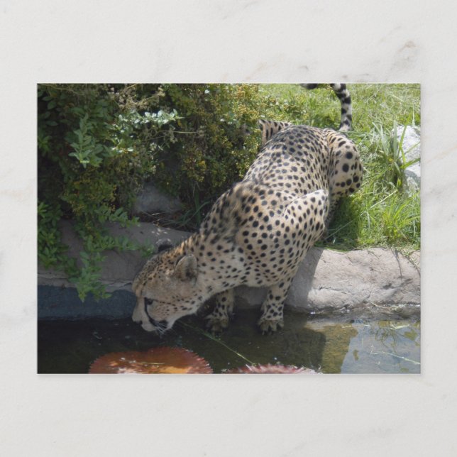 Gepard-b-1 Postkarte (Vorderseite)