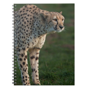 Gepard bereit notizblock