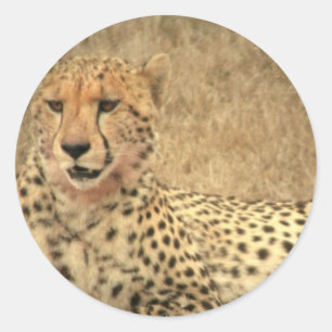 Gepard beschmutzt Aufkleber
