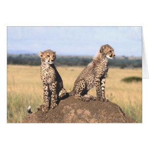 Gepard CUB kardieren