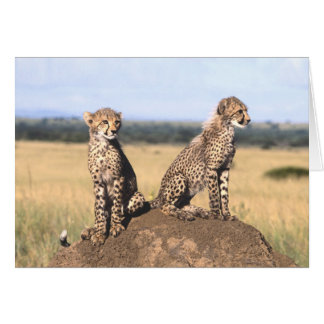Gepard CUB kardieren