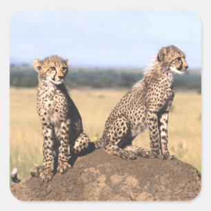 Gepard CUB Quadratischer Aufkleber