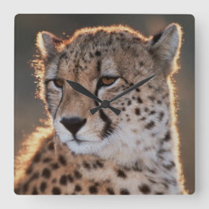 Gepard, der weg schaut quadratische wanduhr