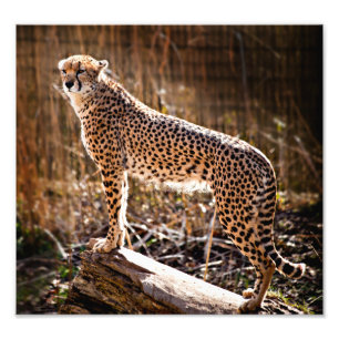 Gepard Fotodruck