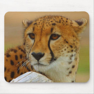 Gepard-Gesichts-wild lebende Tiere Mousepad