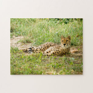 Gepard Großkatzen.