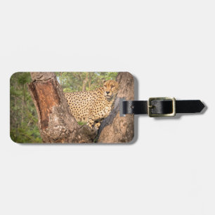 Gepard im Baum-Gepäckanhänger Gepäckanhänger