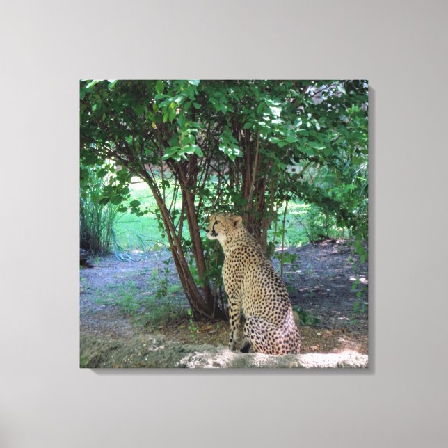 Gepard Leinwanddruck (Vorderseite)