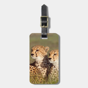 Gepard liegt im Gras, Ngorongoro Conservation Gepäckanhänger