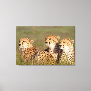 Gepard liegt im Gras, Ngorongoro Conservation Leinwanddruck
