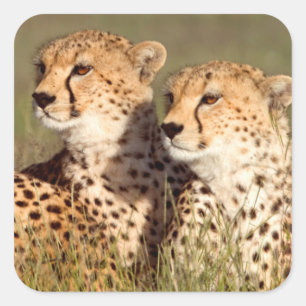 Gepard liegt im Gras, Ngorongoro Conservation Quadratischer Aufkleber