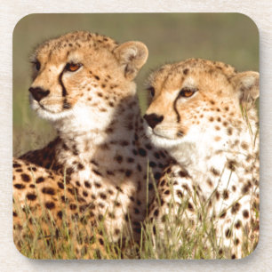 Gepard liegt im Gras, Ngorongoro-Schutzgebiet Getränkeuntersetzer