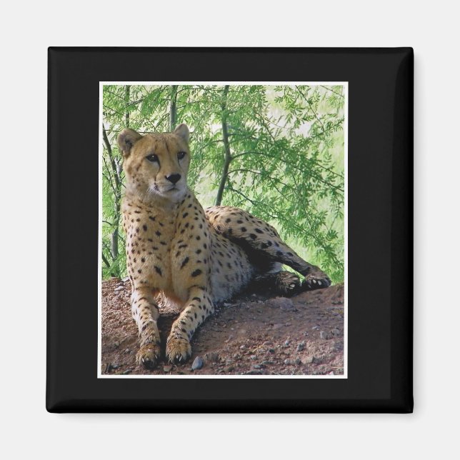 Gepard Magnet (Vorne)