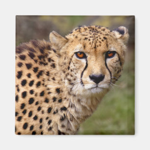 Gepard-Magnet Magnet