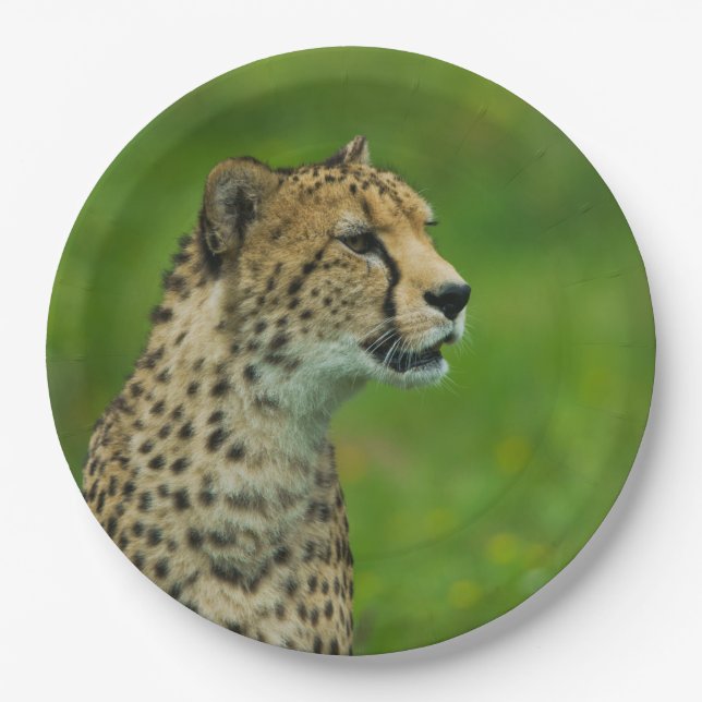 Gepard Pappteller (Vorderseite)