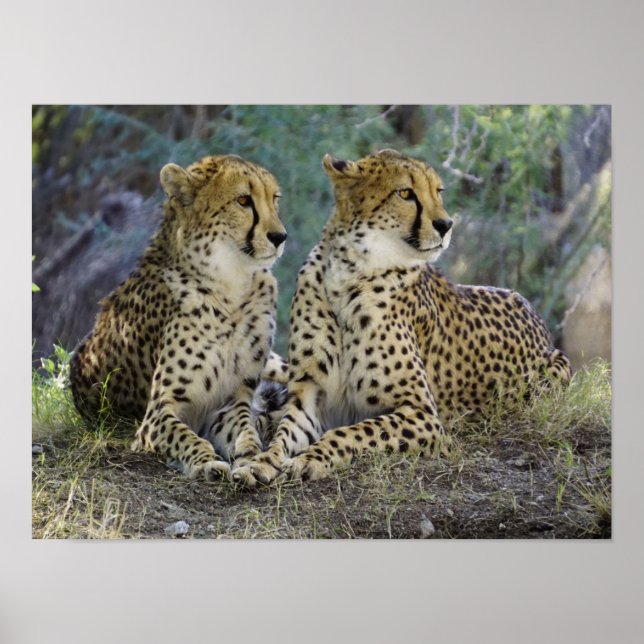 Gepard Poster (Vorne)