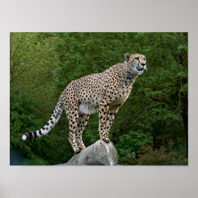 Gepard Poster (Vorne)