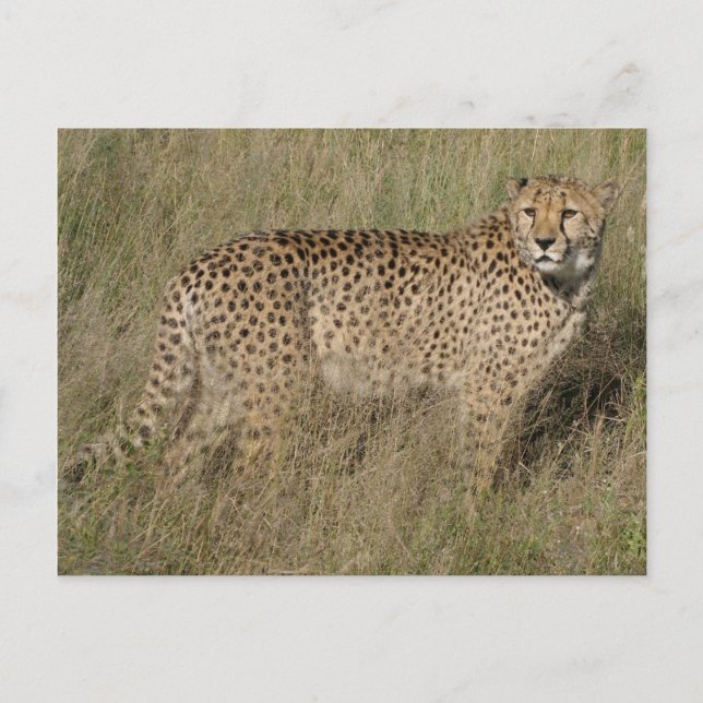Gepard Postkarte (Vorderseite)